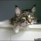 The Do This, Get That Guide On How Much Are Maine Coon Kittens