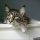 What You Should Do About How Much Are Maine Coon Kittens Starting in the Next 7 Minutes