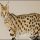 Who Else Wants to Learn About How Much Are Savannah Kittens?
