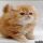 What You Don’t Know About How Much Does A Persian Cat Cost