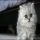 A Deadly Mistake Uncovered on How Much Is A Persian Cat and How to Avoid It