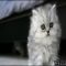 A Deadly Mistake Uncovered on How Much Is A Persian Cat and How to Avoid It A Deadly Mistake Uncovered on How Much Is A Persian Cat and How to Avoid It