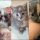 Key Pieces of How To Adopt A Kitten