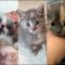 Key Pieces of How To Adopt A Kitten