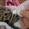 Important Solutions to How To Bottle Feed Kittens in Step by Step Format Important Solutions to How To Bottle Feed Kittens in Step by Step Format