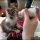 The How To Care For Kittens Diaries