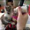 The How To Care For Kittens Diaries
