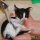 New Ideas On How To Deworm A Kitten Never Before Revealed
