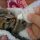 The Definitive Solution for How To Feed Baby Kittens