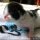 The Do’s and Don’ts of How To Get A Kitten