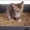 What Everybody Is Saying About How To Litter Train A Kitten and What You Need to Do