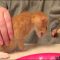 How To Litterbox Train A Kitten – Overview