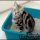 Why Everybody Is Talking About How To Potty Train Kittens…The Simple Truth Revealed