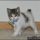 Things You Won’t Like About Japanese Bobtail Kittens For Sale and Things You Will