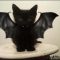 The Importance of Kitten Costumes For Cats