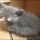 The Most Disregarded Fact About Kitten Eye Infection Treatment Revealed