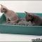 If You Read Nothing Else Today, Read This Report on Kitten Litter Box Training