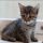 A Guide to Kittens For Adoption Chicago