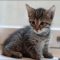 A Guide to Kittens For Adoption Chicago