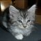 What the In-Crowd Won’t Tell You About Kittens For Adoption In Ohio