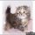 The Insider Secrets of Kittens For Adoption In Va