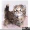 The Insider Secrets of Kittens For Adoption In Va