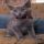Mythical Solutions to Kittens For Adoption Long Island Discovered
