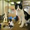 The Inexplicable Mystery Into Kittens For Adoption San Diego Exposed