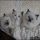 Kittens For Sale Albany Ny Can Be Fun for Everyone