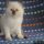 What You Need to Do About Kittens For Sale Buffalo Ny Beginning in the Next 9 Minutes