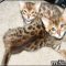 The Insider Secrets for Kittens For Sale Colorado Springs Revealed The Insider Secrets for Kittens For Sale Colorado Springs Revealed
