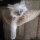 The Benefits of Kittens For Sale Ct