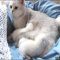 The Secret to Kittens For Sale In Chicago