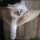New Article Reveals the Low Down on Kittens For Sale In Nj and Why You Must Take Action Today