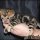 Kittens For Sale In Philadelphia Reviews & Tips