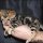 Kittens For Sale In Ri – What Is It?