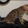 New Ideas Into Kittens For Sale In Richmond Va Never Before Revealed