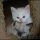 The Do This, Get That Guide On Kittens For Sale In Utah