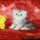 The Most Incredibly Ignored Solution for Kittens For Sale Knoxville Tn