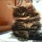 What to Expect From Maine Coon Breeders Ohio?