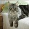 Unanswered Questions on Maine Coon Cat Rescue You Need to Know About