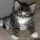 What You Can Do About Maine Coon Kittens Florida Adoption Starting in the Next 15 Minutes