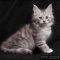 A Guide to Maine Coon Kittens For Sale Michigan A Guide to Maine Coon Kittens For Sale Michigan