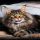 Maine Coon Kittens For Sale Oregon Options