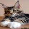 The Intermediate Guide to Maine Coon Kittens Fort Worth