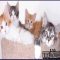 Everything You’ve Ever Wanted to Know About Maine Coon Kittens Indianapolis