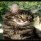 Details of Maine Coon Kittens Mn