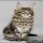 Here’s What I Know About Maine Coon Kittens Nc