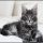 Maine Coon Kittens Price – an in Depth Analysis on What Works and What Doesn’t
