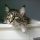 The Most Popular Maine Coon Kittens Price